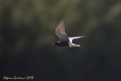 Mignattino	(Black Tern)