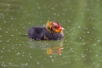 Folaga ( Coot ) - Pullus