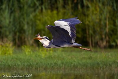 Airone cenerino ( Grey heron)