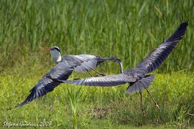 Airone cenerino ( Grey heron)