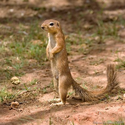 Scoiattolo di terra sp.  (Unstriped Ground Squirrel)