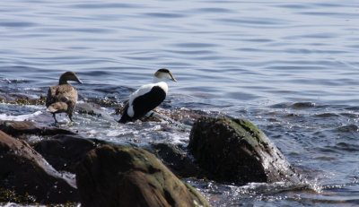 Eider  duvet/Common Eider