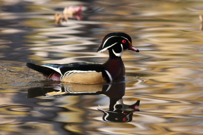 Canard branchu/Wood duck