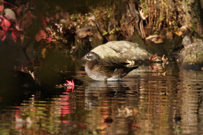 Canard branchu/Wood duck