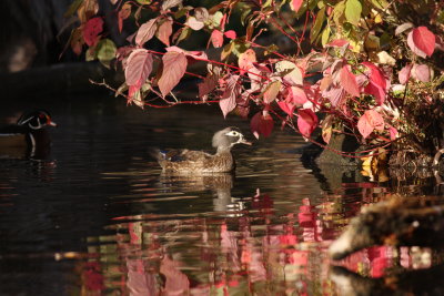 Canard branchu/Wood duck