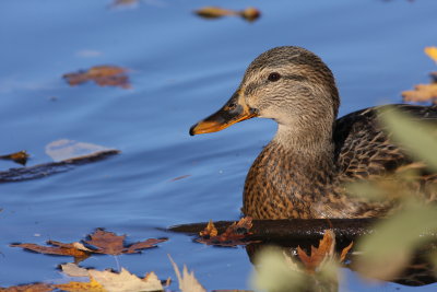 Canard colvert/Mallard