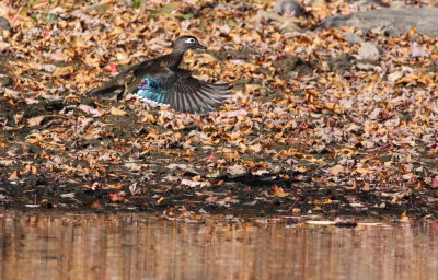 Canard branchu/Wood duck