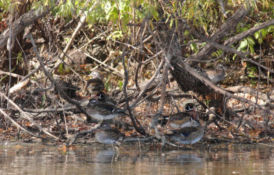 Canard branchu/Wood duck