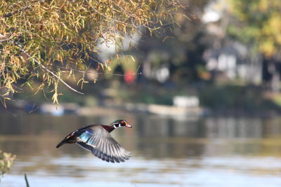 Canard branchu/Wood duck