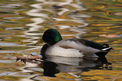 Canard colvert/Mallard