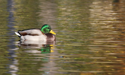 Canard colvert/Mallard