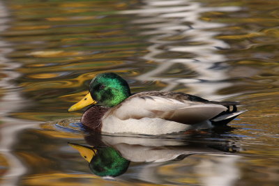 Canard colvert/Mallard