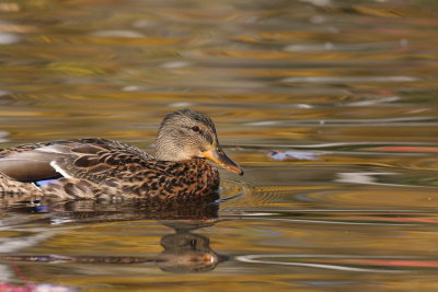 Canard colvert/Mallard