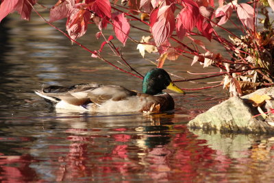 Canard colvert/Mallard