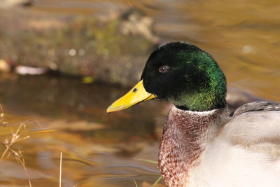 Canard colvert/Mallard