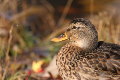 Canard colvert/Mallard