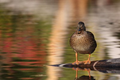 Canard colvert/Mallard