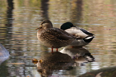 Canard colvert/Mallard