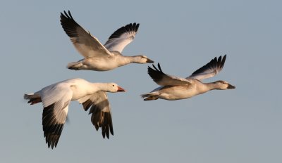 Oies des Neiges/Snow Goose  (voir Cap Tourmente. See Cap Tourmente)