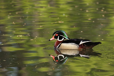 Canard branchu/Wood duck