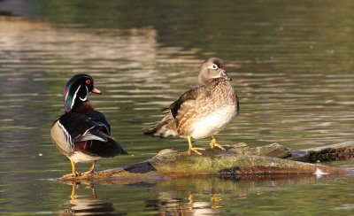 Canards/Ducks