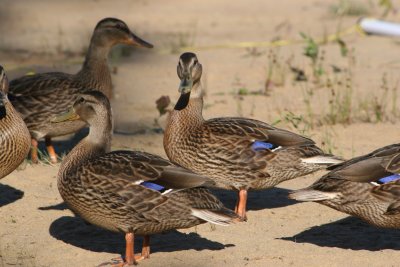 Canard colvert/Mallard