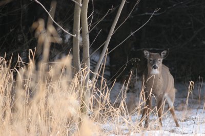 IMG_6704.JPG