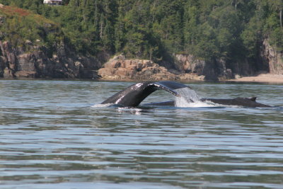 Rorqual  bosse/Humback Whale