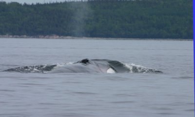 Rorqual commun/Fin Whale