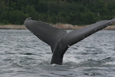 Rorqual  bosse/Humback Whale