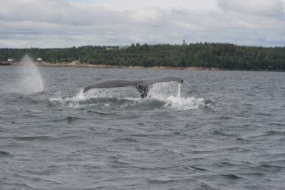 Rorqual  bosse/Humback Whale 