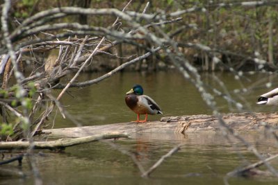 Canard colvert/Mallard