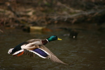 Canard colvert/Mallard