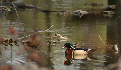 Canard branchu/Wood duck