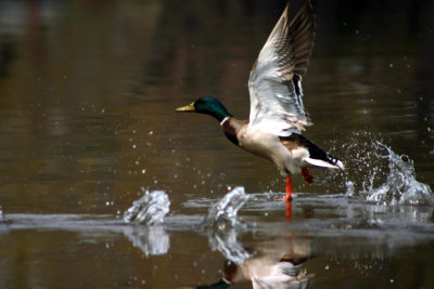 Canard colvert/Mallard