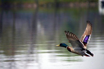Canard colvert/Mallard