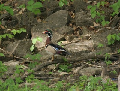 Canard branchu/Wood duck