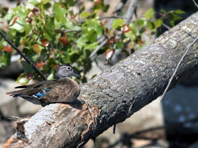 Canard branchu/Wood duck