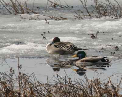 Canard Pilet et Canard Colvert/Northern Pintail and Mallard