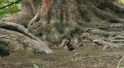 Canard branchu/Wood duck