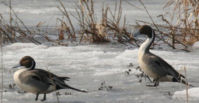 Canard pilet/Northern Pintail
