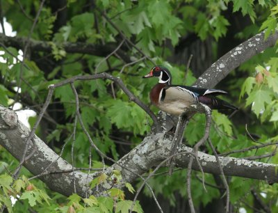 Canard branchu/Wood duck