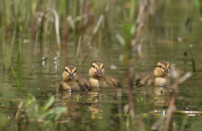 Canard colvert/Mallard