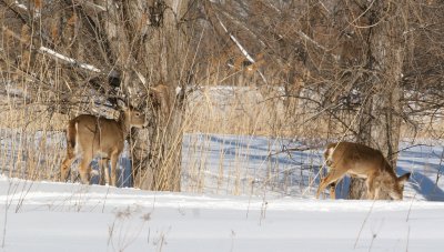 IMG_5869_1.JPG