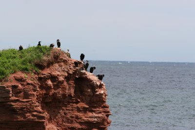 Cormoran  aigrettes/Double-crested Cormorant