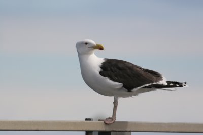 Goland marin/Great Black-backed Gull