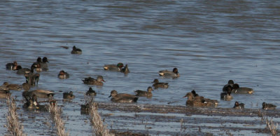 Sarcelle d'hiver/Grenn-winged Teal