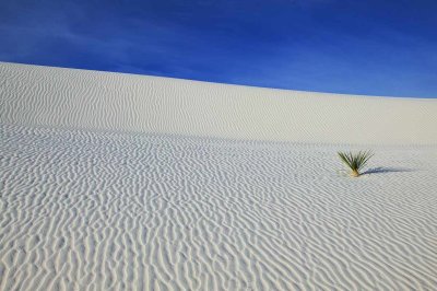 White Sands and Yuca Plant