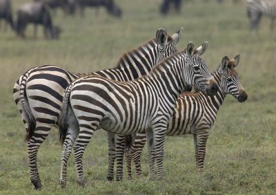 Zebra Family MF.jpg