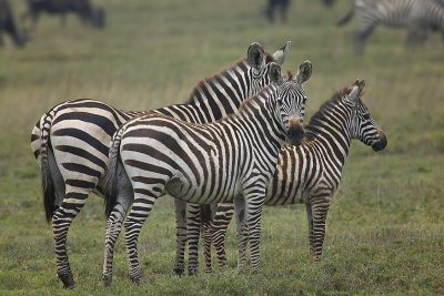 Zebra Family2-MF.jpg